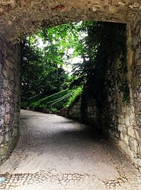 Footpath along trees