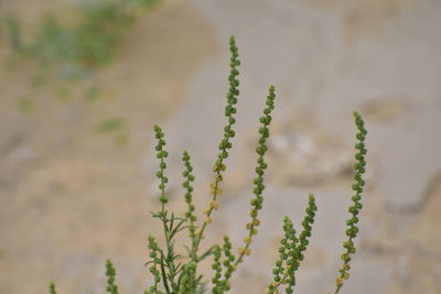 Close-up of plant growing on field