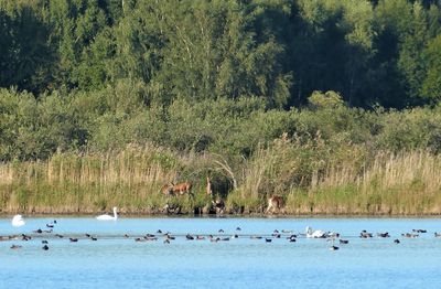 Birds swimming in lake