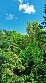 Low angle view of trees against sky