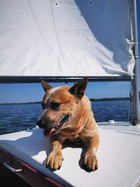 Dog looking away while standing on railing