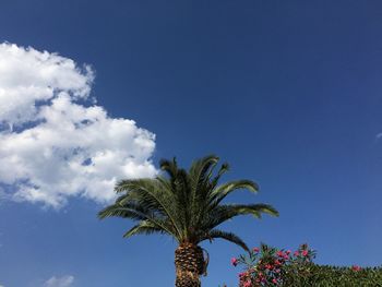 Low angle view of coconut palm tree against blue sky