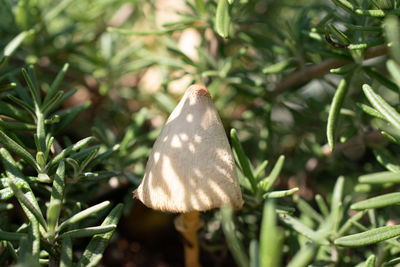 Close-up of butterfly on plant