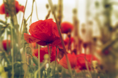 Close-up of red poppy flowers