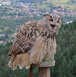 Close-up of owl perching on wooden post