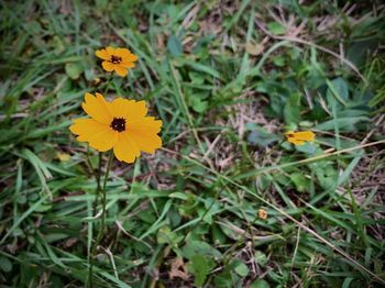 High angle view of yellow flowering plant on field