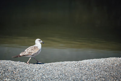 Seagull on wall against lake