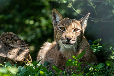 Portrait of a cat lying on land