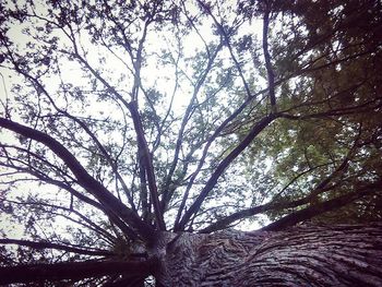 Low angle view of trees in forest