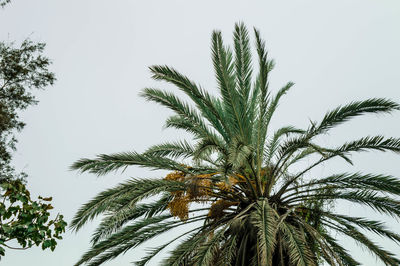 Low angle view of palm tree against clear sky