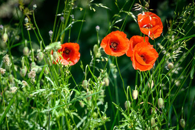 Close-up of red poppy flowers