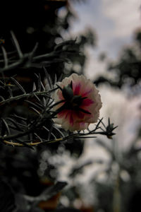 Close-up of red flowering plant