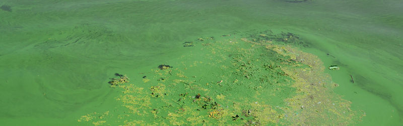 High angle view of plants in sea