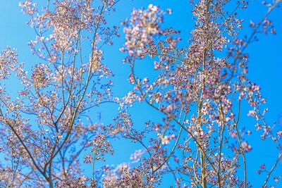 Low angle view of flowering tree against blue sky