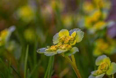 Close-up of yellow flowering plant