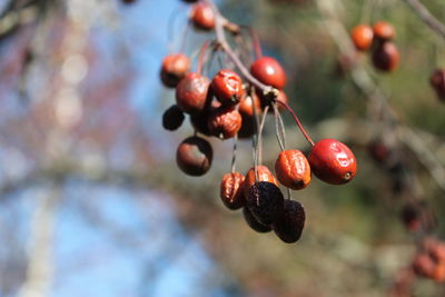 Close-up of red berries on tree