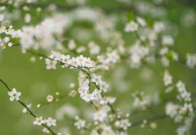 Close-up of white cherry blossoms in spring