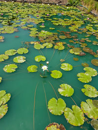 High angle view of lotus water lily in lake