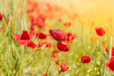 Close-up of red poppy flowers on field