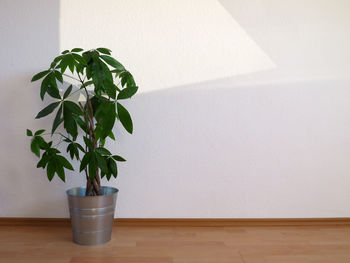 Potted plant at home