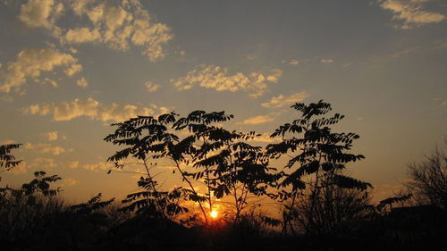 Silhouette of trees at sunset