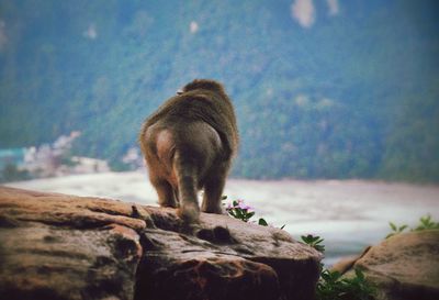 Close-up of elephant in sea against sky