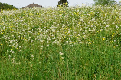 View of flowering plants growing on field