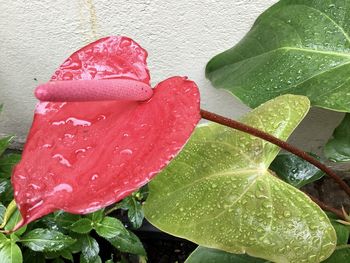 Close-up of wet red leaves