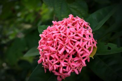 Close-up of pink rose flower