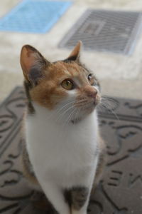 Close-up of cat looking away