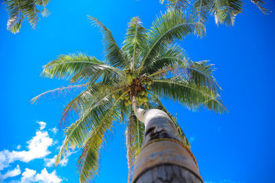 Low angle view of coconut palm tree against blue sky