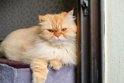 Portrait of cat relaxing on window