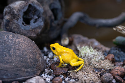 Close-up of frog on rock