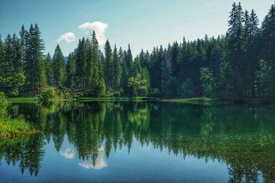 Scenic view of lake by trees against sky