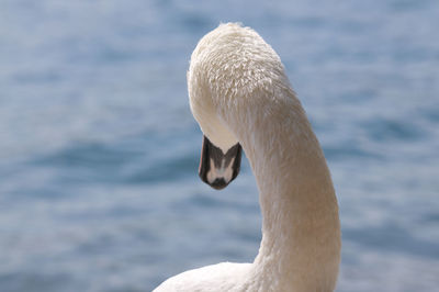 Close-up of swan swimming in lake