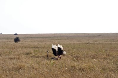 Horse in a field