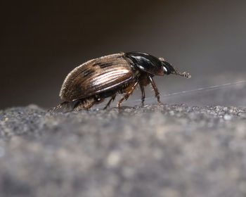 Close-up of insect on rock