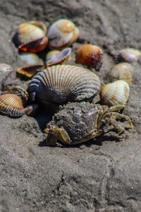 Close-up of shells on beach