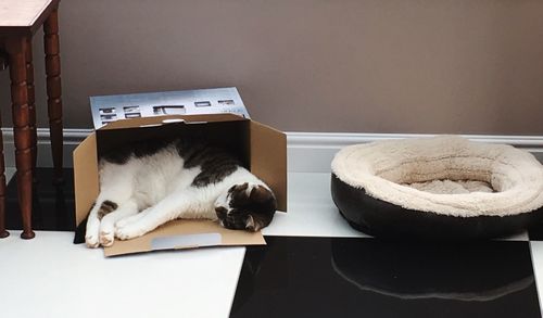 Cat sleeping in cardboard box on floor at home