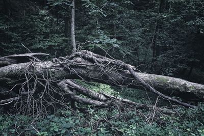 Fallen tree in forest
