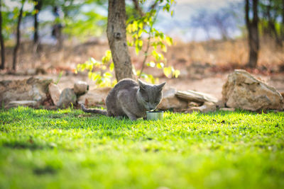 View of sheep on tree trunk