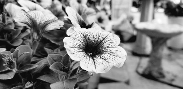 Close-up of flowering plant