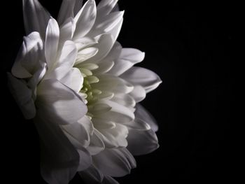 Close-up of white flower over black background
