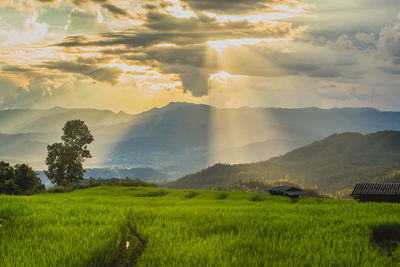 Scenic view of rice field against sky