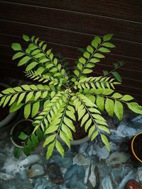 High angle view of potted plant leaves
