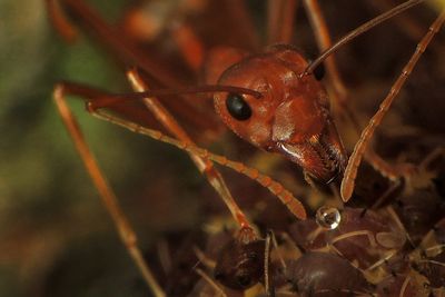Close-up of insect on plant