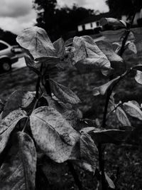 Close-up of leaves