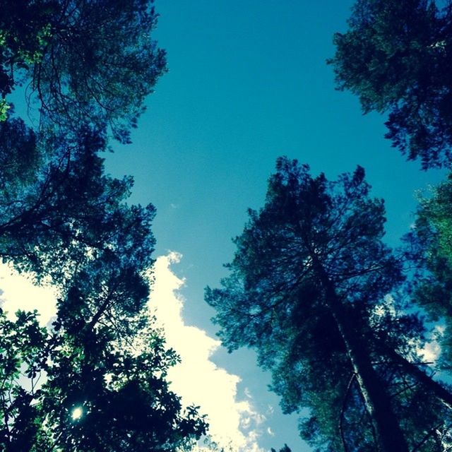 tree, low angle view, growth, blue, branch, clear sky, tranquility, sky, nature, beauty in nature, treetop, scenics, high section, silhouette, tranquil scene, no people, day, outdoors, forest, sunlight