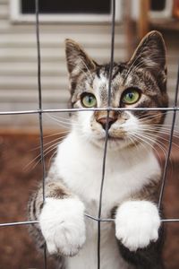 Close-up portrait of cat at home