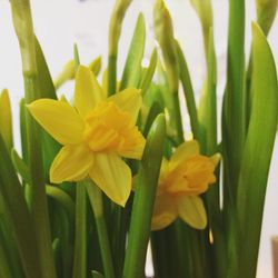 Close-up of yellow flowers